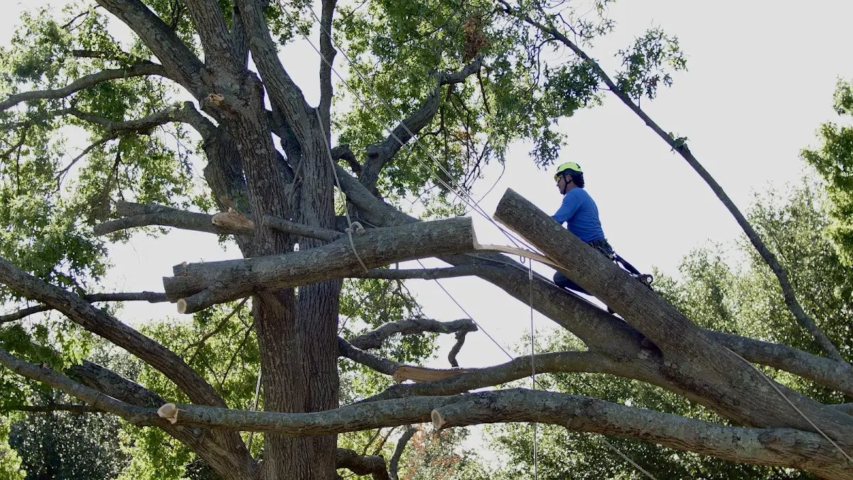 Professional Hazardous Tree Removal performed by certified arborists in De Kalb